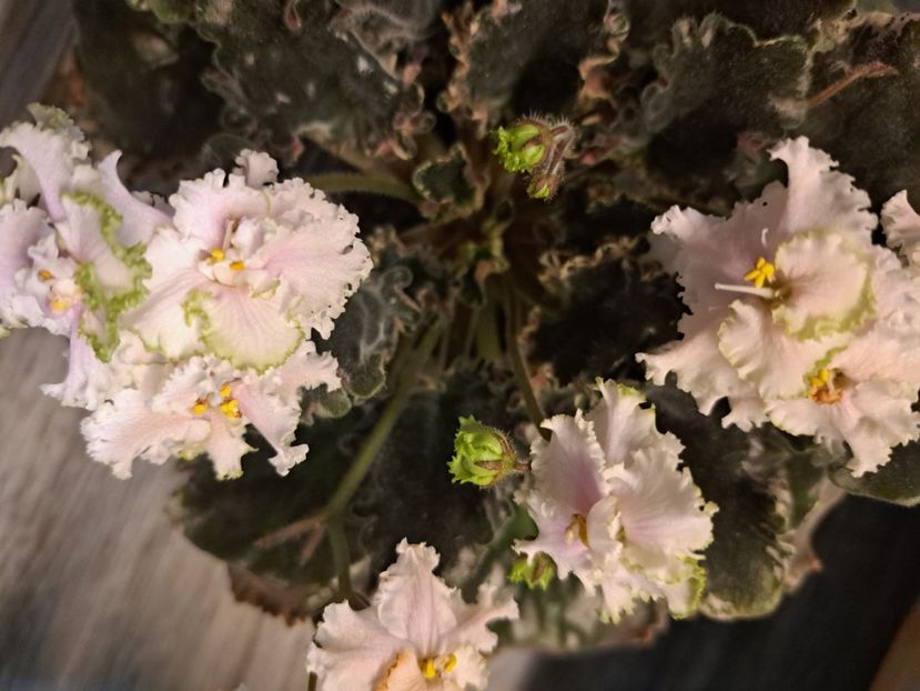  - Violeta EK-Izumrudnoe Kruzhevo