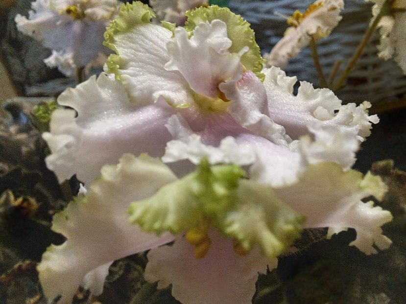  - Violeta EK-Izumrudnoe Kruzhevo