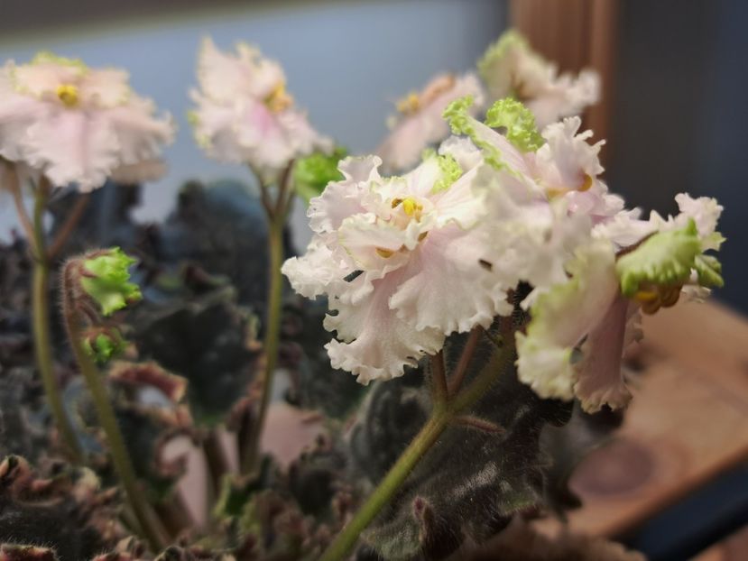  - Violeta EK-Izumrudnoe Kruzhevo