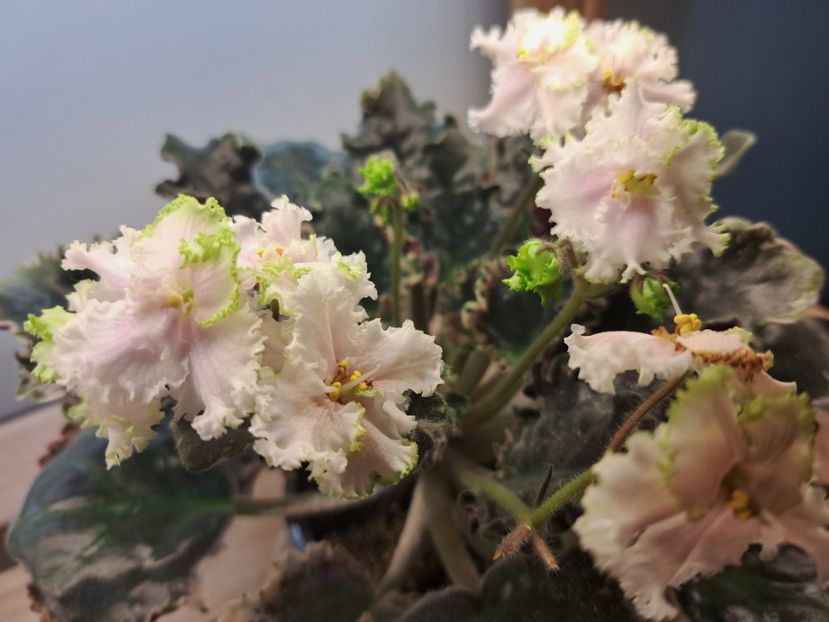  - Violeta EK-Izumrudnoe Kruzhevo