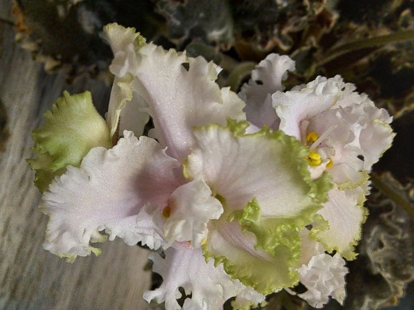  - Violeta EK-Izumrudnoe Kruzhevo