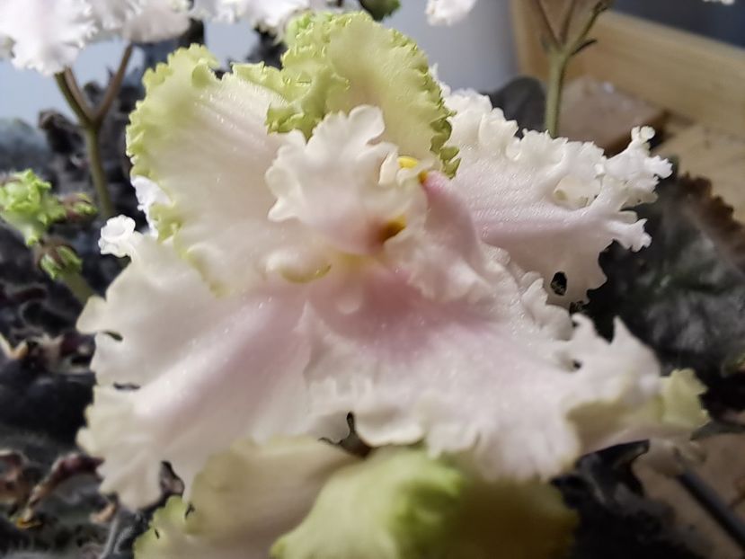  - Violeta EK-Izumrudnoe Kruzhevo