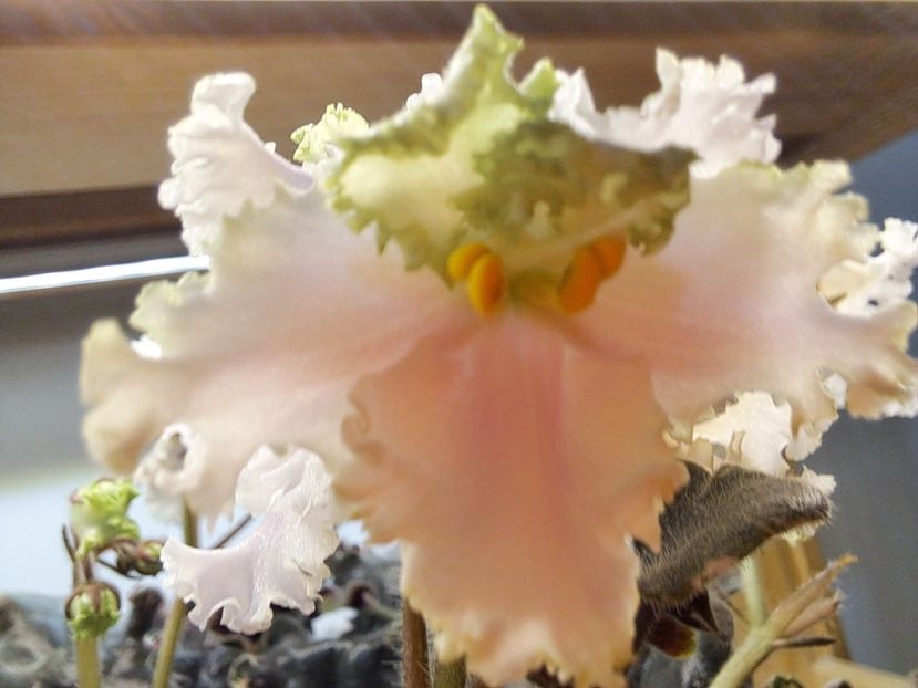  - Violeta EK-Izumrudnoe Kruzhevo