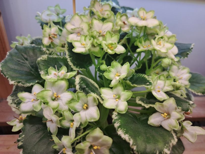  - Violeta Frozen in time