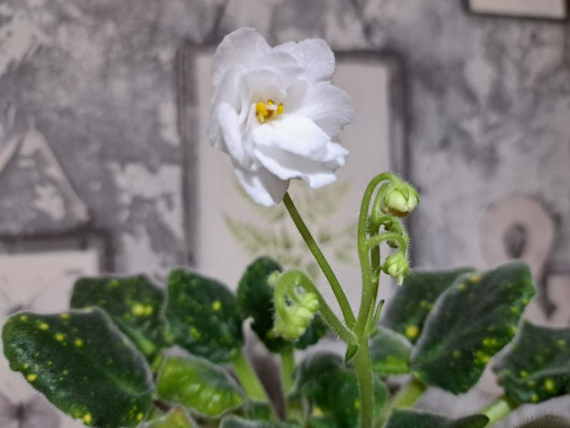  - Violeta ShN-Kosmitcheskaya Feya