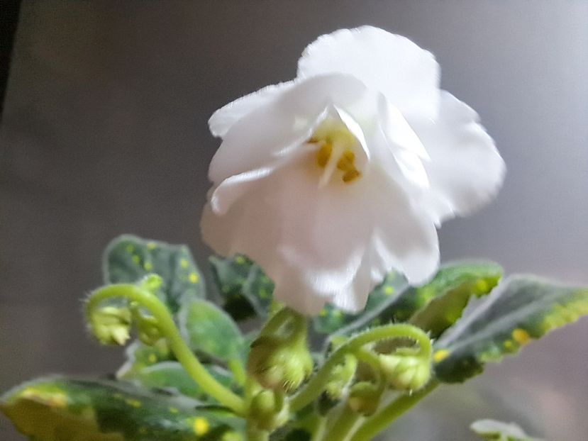  - Violeta ShN-Kosmitcheskaya Feya