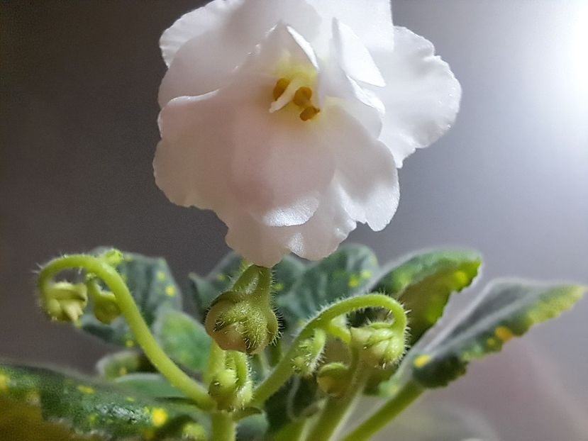  - Violeta ShN-Kosmitcheskaya Feya