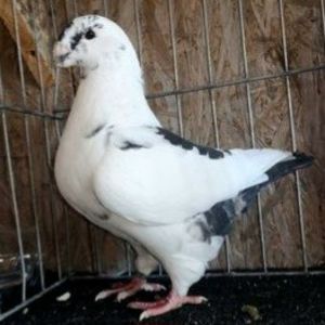 F2020 - De vanzare 2025