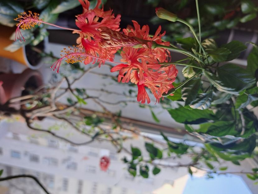  - Hibiscus Schizopetalus