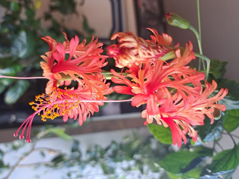  - Hibiscus Schizopetalus