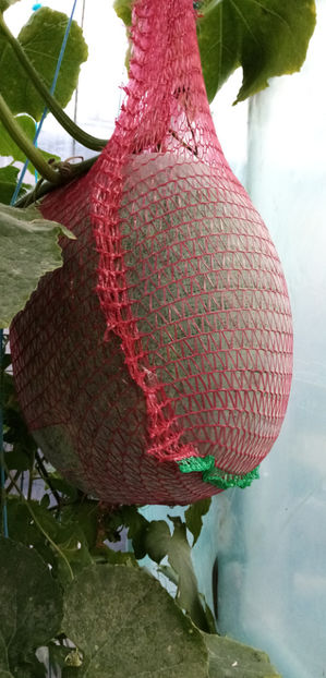  - -PEPENE GALBEN DE IARNA - BENINCASA HISPIDA