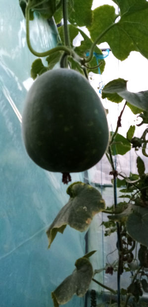  - -PEPENE GALBEN DE IARNA - BENINCASA HISPIDA