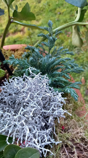  - 2024 - 04 - 2025 - 00 - Iarna