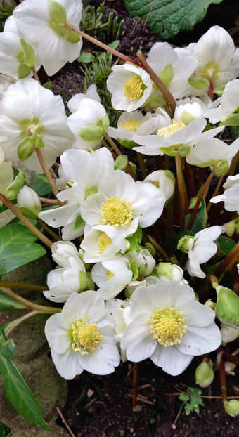 © - Helleborus - Spanz