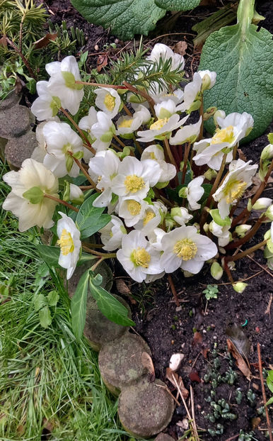 © - Helleborus - Spanz