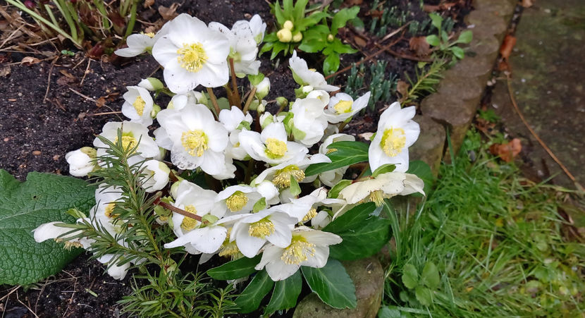 © - Helleborus - Spanz