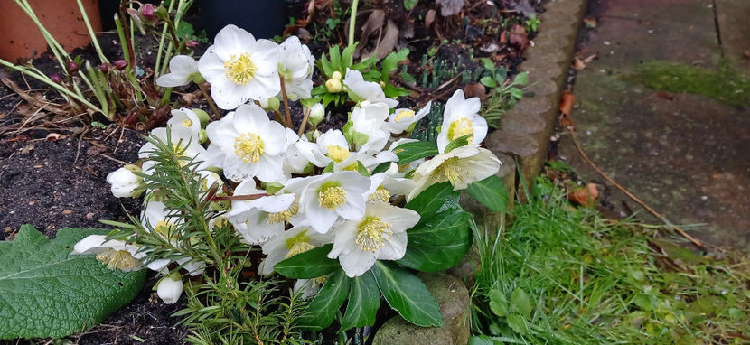 © - Helleborus - Spanz