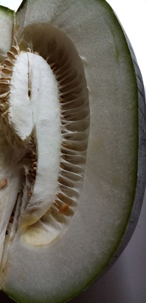  - -PEPENE GALBEN DE IARNA - BENINCASA HISPIDA