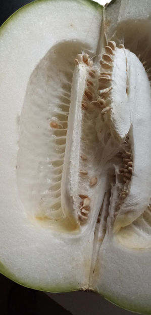  - -PEPENE GALBEN DE IARNA - BENINCASA HISPIDA