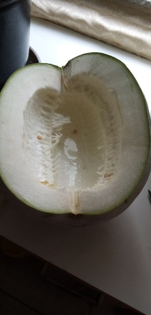  - -PEPENE GALBEN DE IARNA - BENINCASA HISPIDA