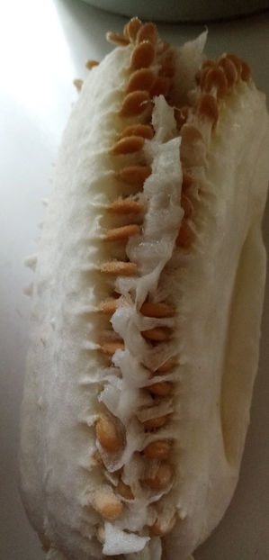  - -PEPENE GALBEN DE IARNA - BENINCASA HISPIDA