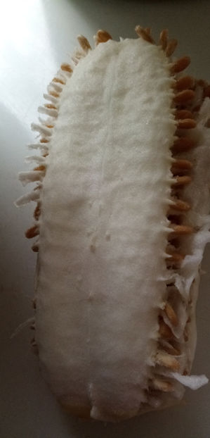  - -PEPENE GALBEN DE IARNA - BENINCASA HISPIDA