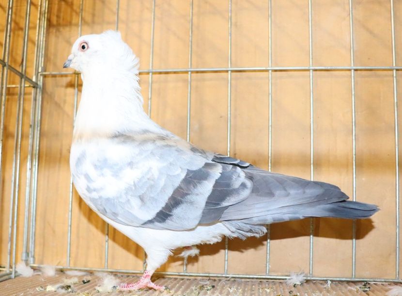  - Timisoara 26-01-2025