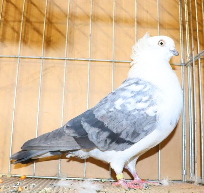  - Timisoara 26-01-2025