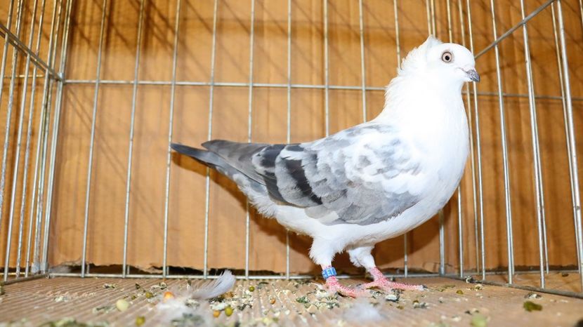  - Timisoara 26-01-2025