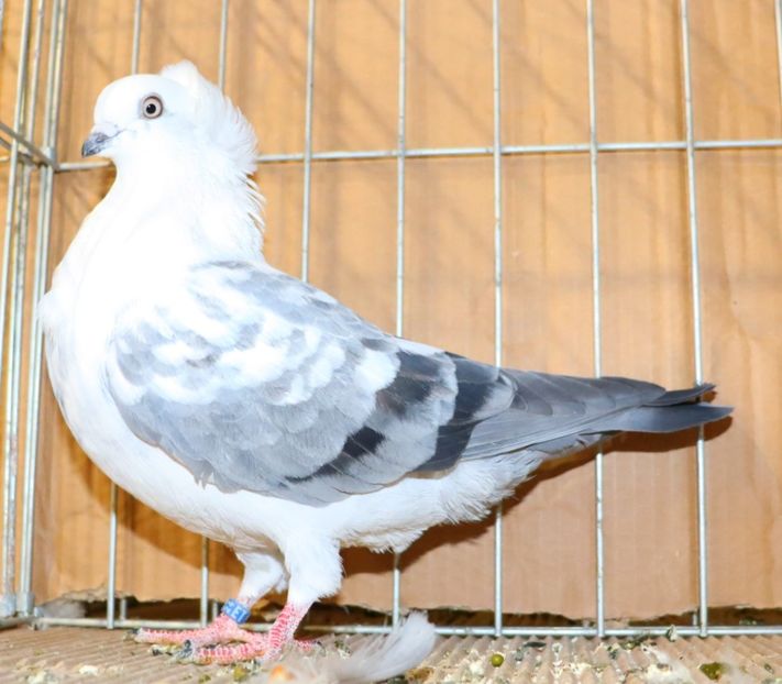  - Timisoara 26-01-2025