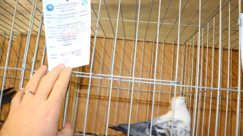  - Timisoara 26-01-2025