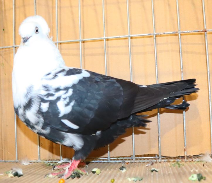  - Timisoara 26-01-2025