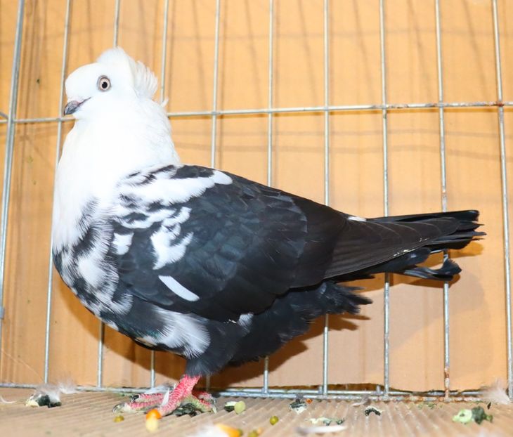  - Timisoara 26-01-2025