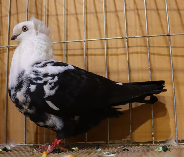  - Timisoara 26-01-2025