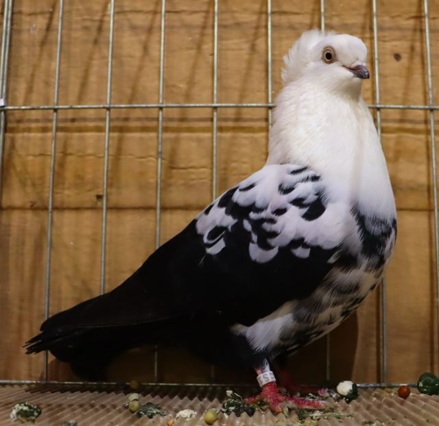  - Timisoara 26-01-2025