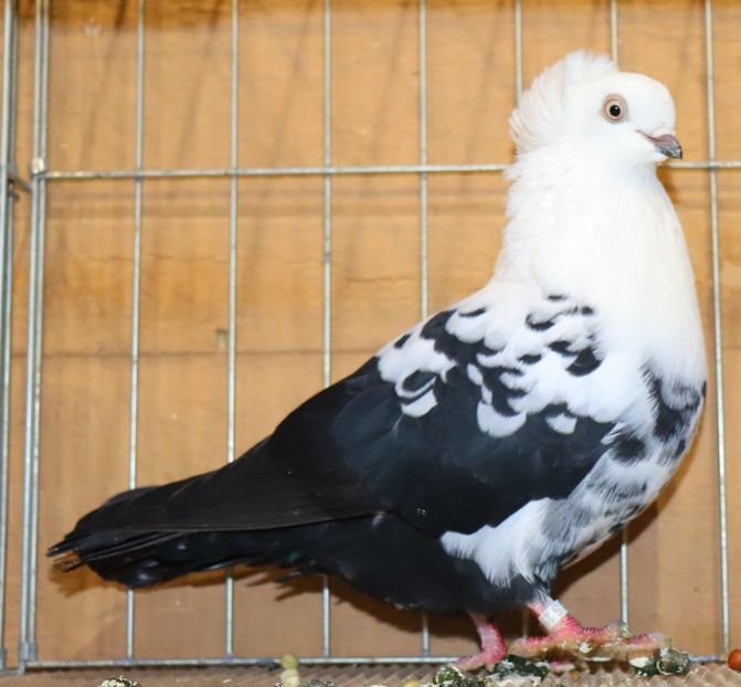  - Timisoara 26-01-2025