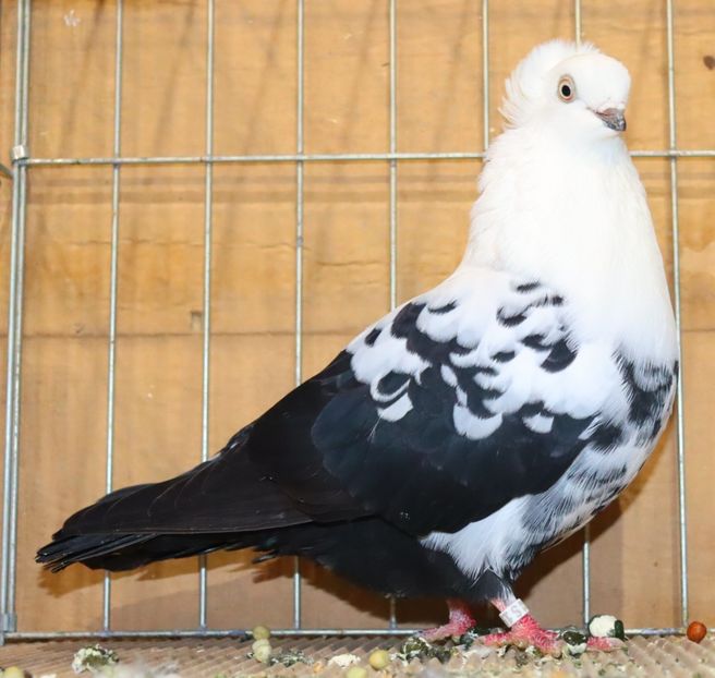  - Timisoara 26-01-2025