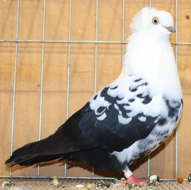  - Timisoara 26-01-2025