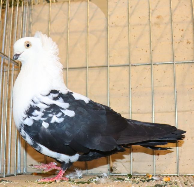  - Timisoara 26-01-2025