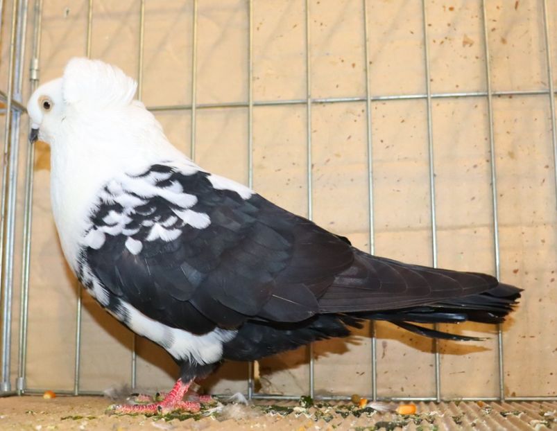  - Timisoara 26-01-2025