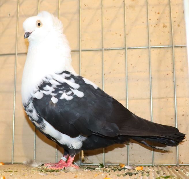  - Timisoara 26-01-2025