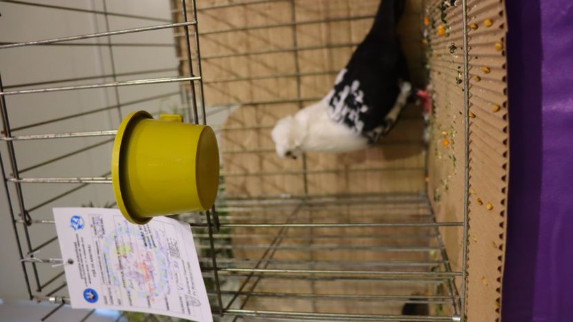  - Timisoara 26-01-2025