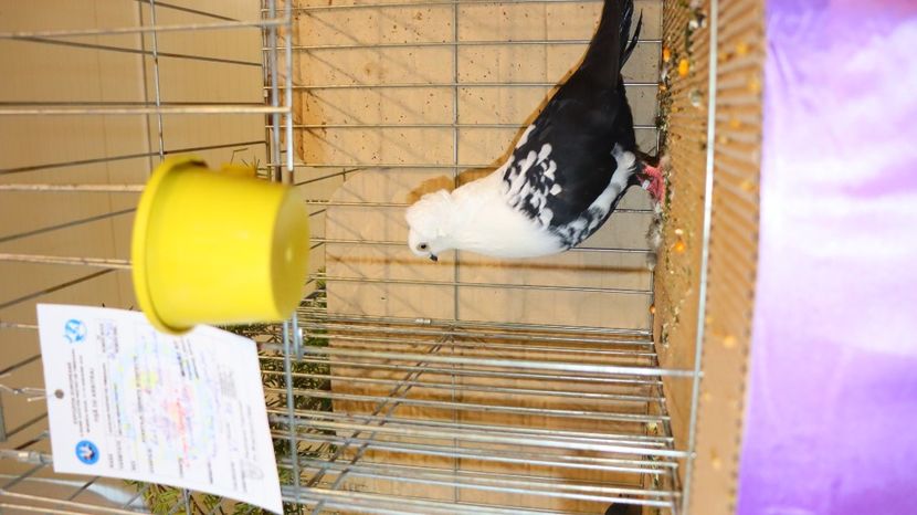  - Timisoara 26-01-2025