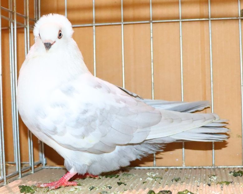  - Timisoara 26-01-2025