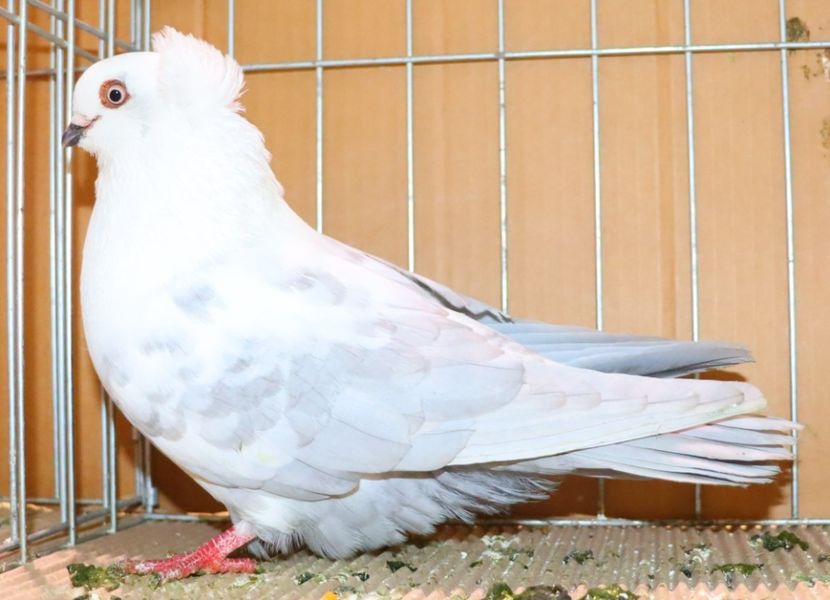  - Timisoara 26-01-2025