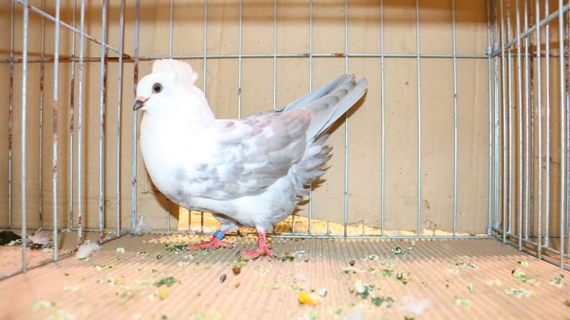  - Timisoara 26-01-2025