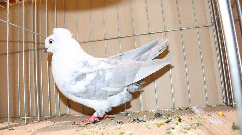  - Timisoara 26-01-2025