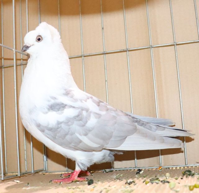  - Timisoara 26-01-2025