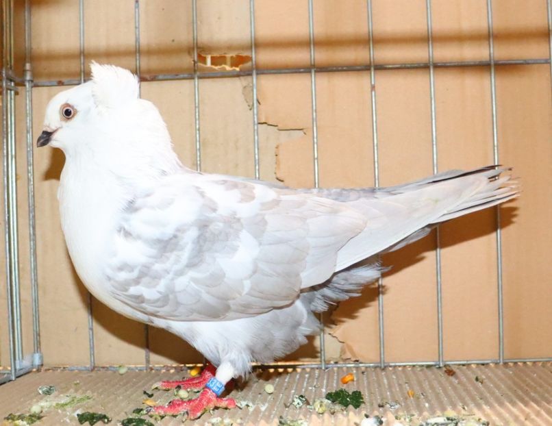  - Timisoara 26-01-2025