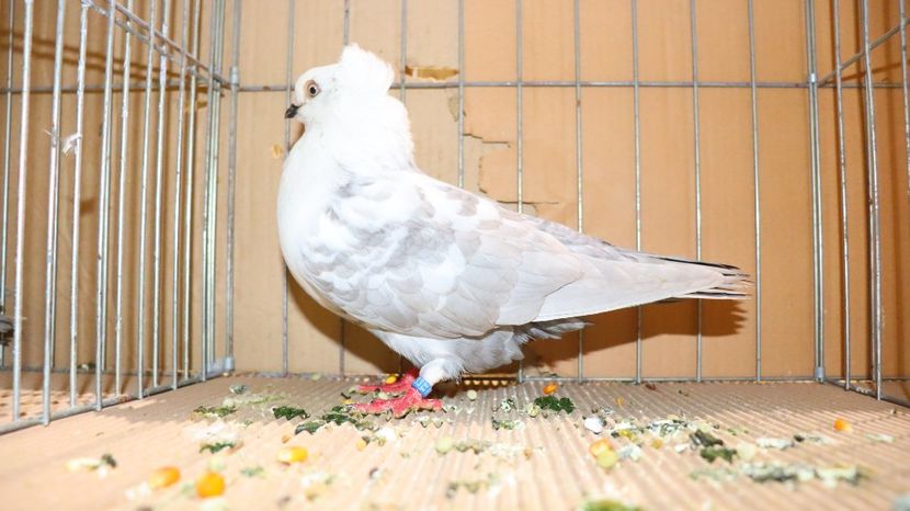  - Timisoara 26-01-2025